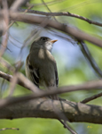 Flycatcher 1177